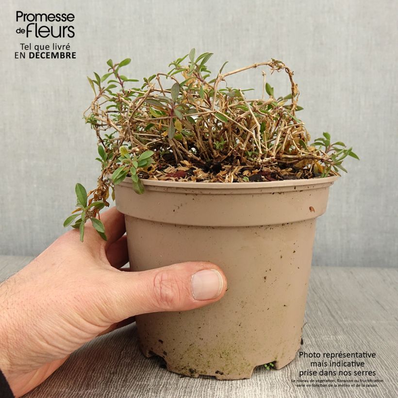 Amostra de Saponaria ocymoides Vaso de 2 L/3 L tal como entregue no outono