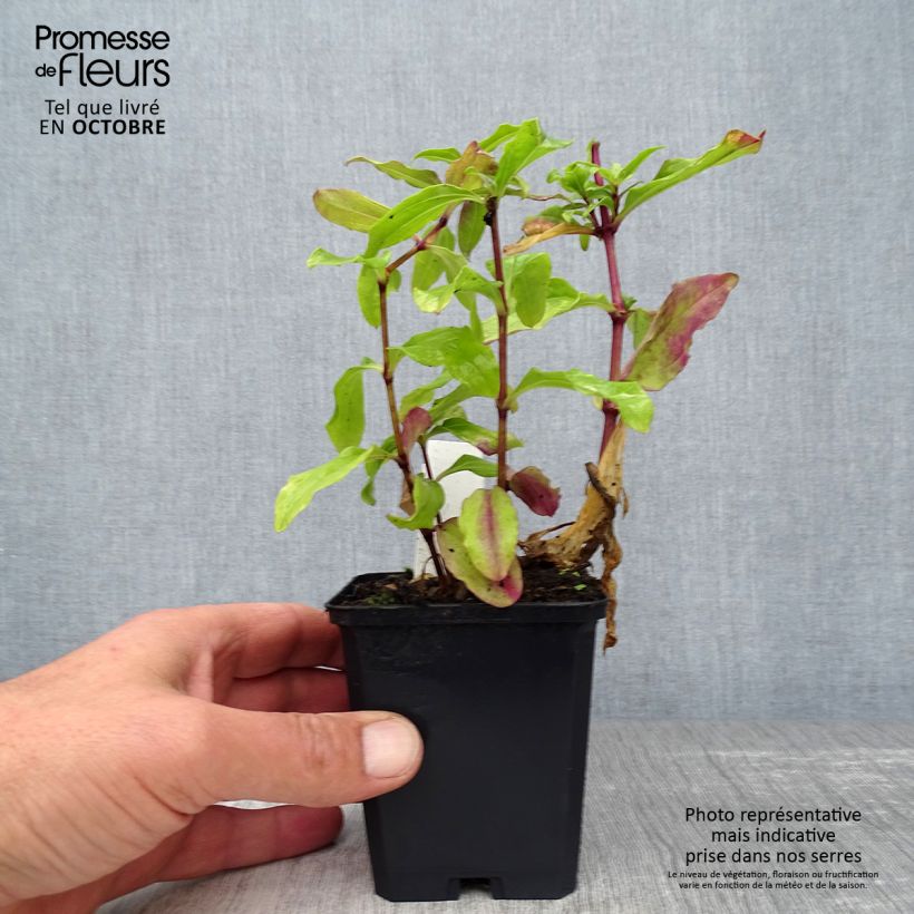 Amostra de Saponaria officinalis Alba Plena Vaso de 8/9 cm tal como entregue no outono