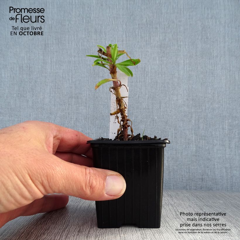 Amostra de Saponaria officinalis Rosea Plena Vaso de 8/9 cm tal como entregue no outono