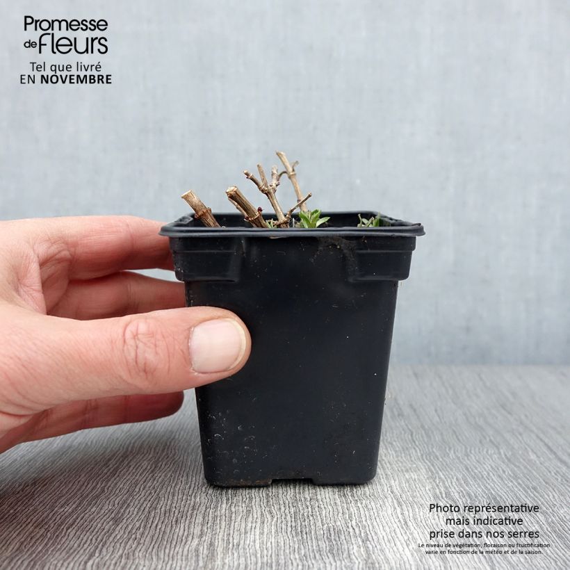 Amostra de Saponaria officinalis Vaso de 7/8 cm tal como entregue no outono