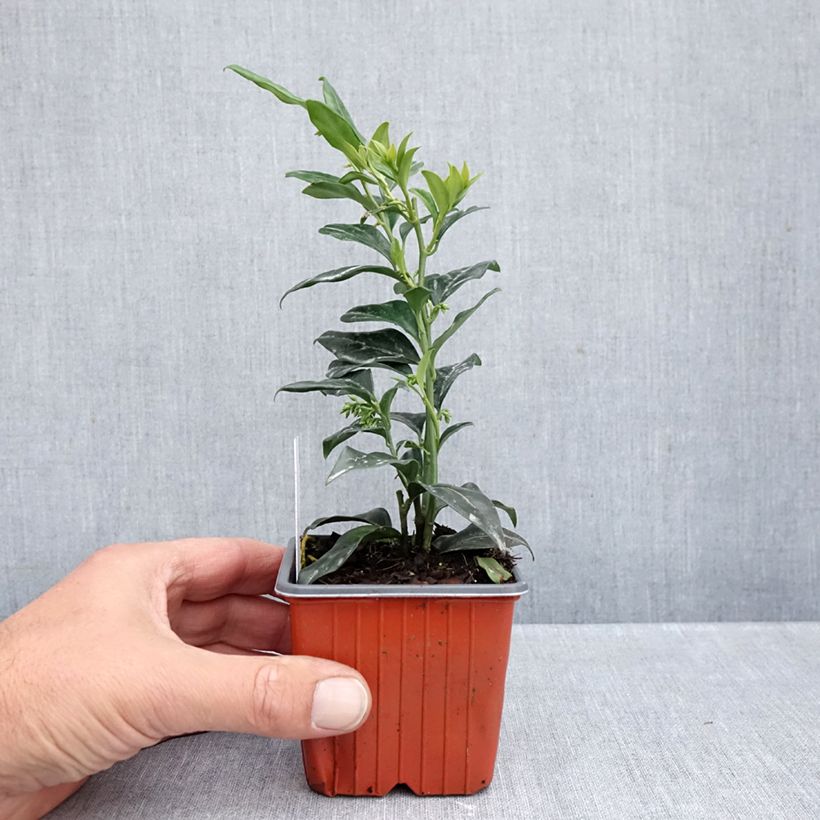 Amostra de Sarcococca confusa Vaso de 8/9 cm tal como entregue no outono