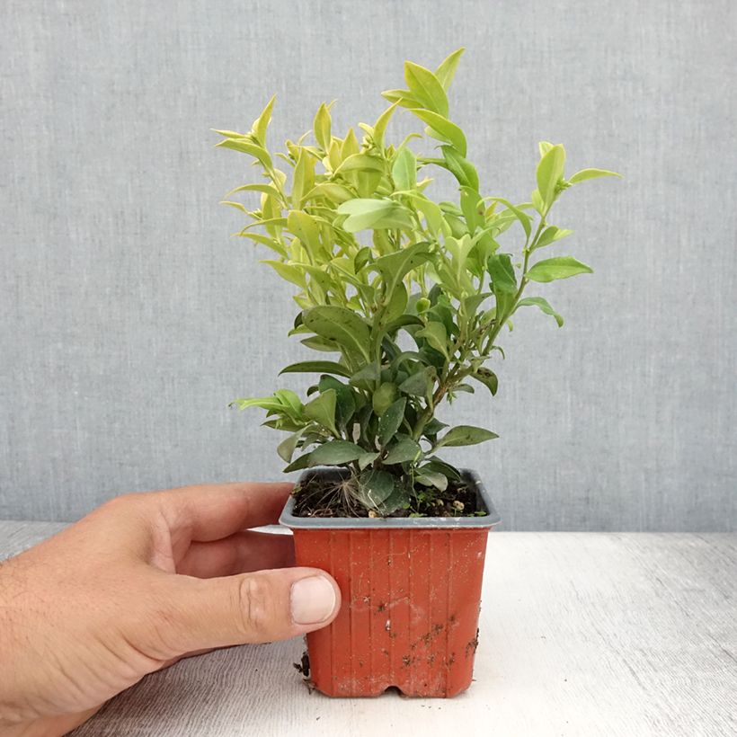 Amostra de Sarcococca confusa Vaso de 8/9 cm tal como entregue no verão