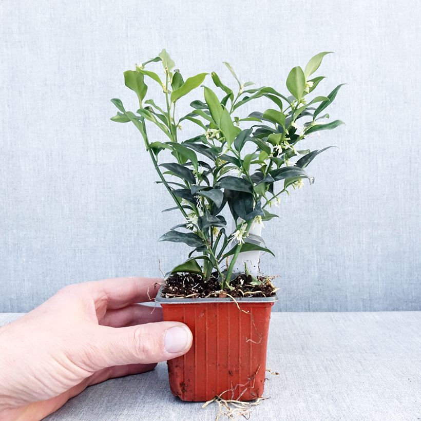Amostra de Sarcococca confusa Vaso de 8/9 cm tal como entregue no inverno