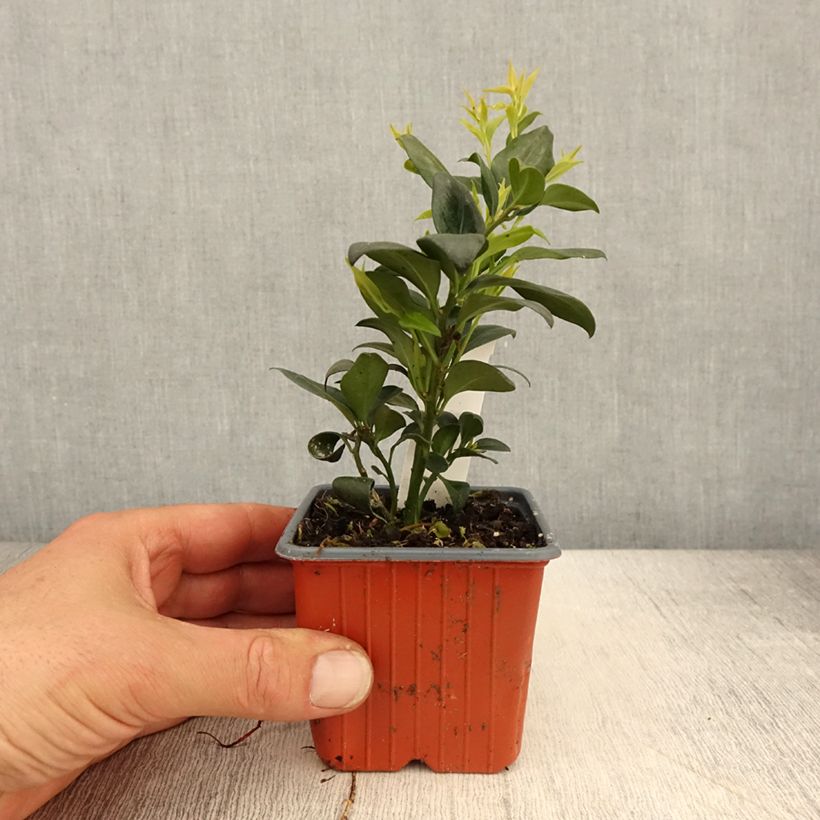 Amostra de Sarcococca confusa Vaso de 8/9 cm tal como entregue na primavera