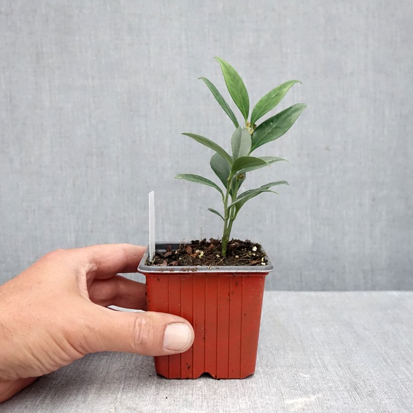 Amostra de Sarcococca ruscifolia Dragon's Gate Vaso de 8/9 cm tal como entregue no outono
