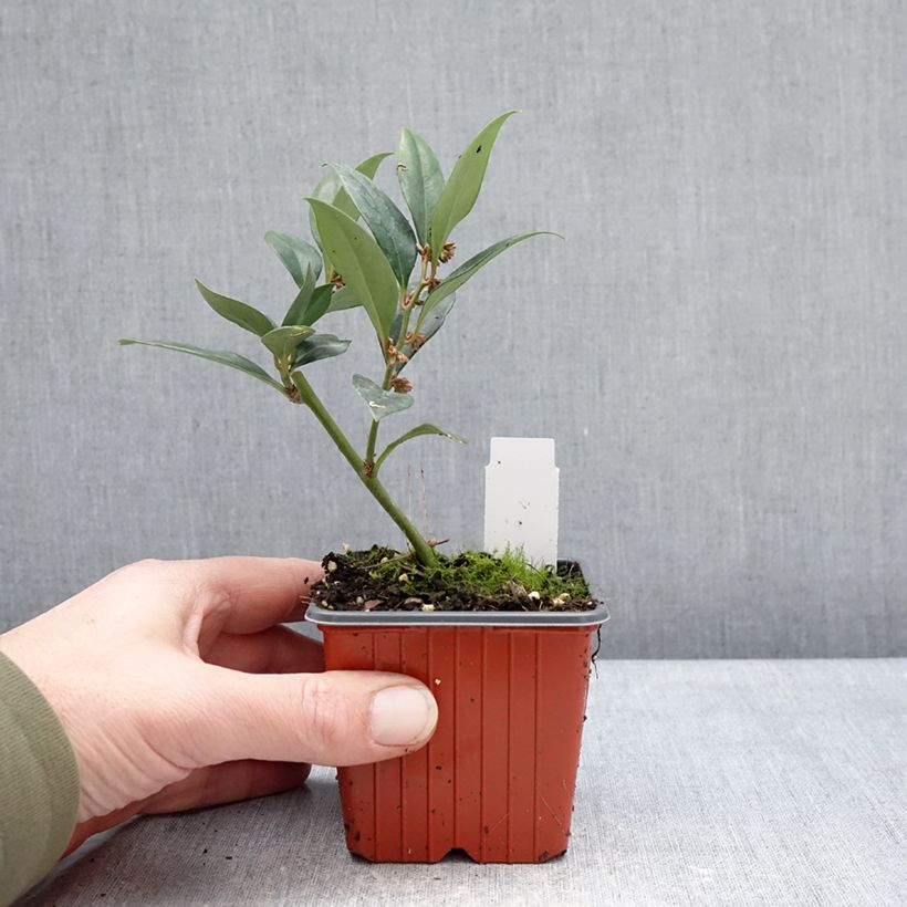 Amostra de Sarcococca Dragon's gate Vaso de 8/9 cm tal como entregue no inverno