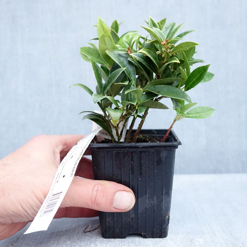 Amostra de Sarcococca hookeriana Fragrant Mountain Vaso de 8/9 cm tal como entregue no outono