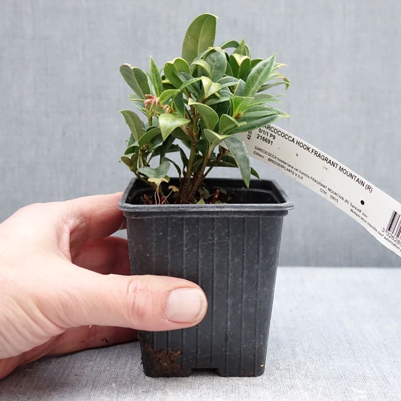 Amostra de Sarcococca Fragrant Mountain Godet de 8/9 cm tal como entregue no inverno