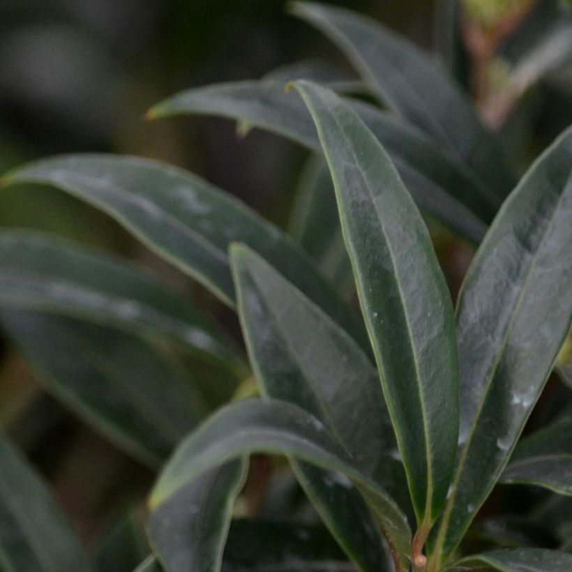 Sarcococca hookeriana var. digyna (Folhagem)