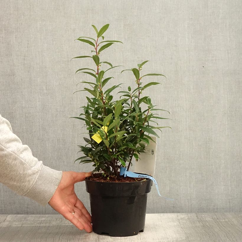 Amostra de Sarcococca hookeriana var. digyna Purple Gem Vaso de 3 L/4 L tal como entregue no outono