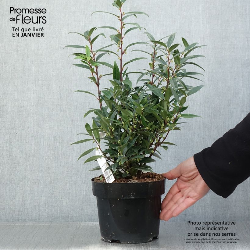 Amostra de Sarcococca hookeriana var. digyna Purple Gem Vaso de 3 L/4 L tal como entregue no inverno