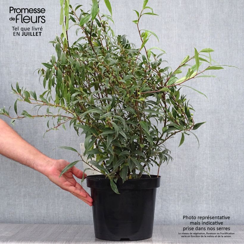 Amostra de Sarcococca hookeriana var. digyna Purple Stem Vaso de 7,5 L/10 L tal como entregue no verão