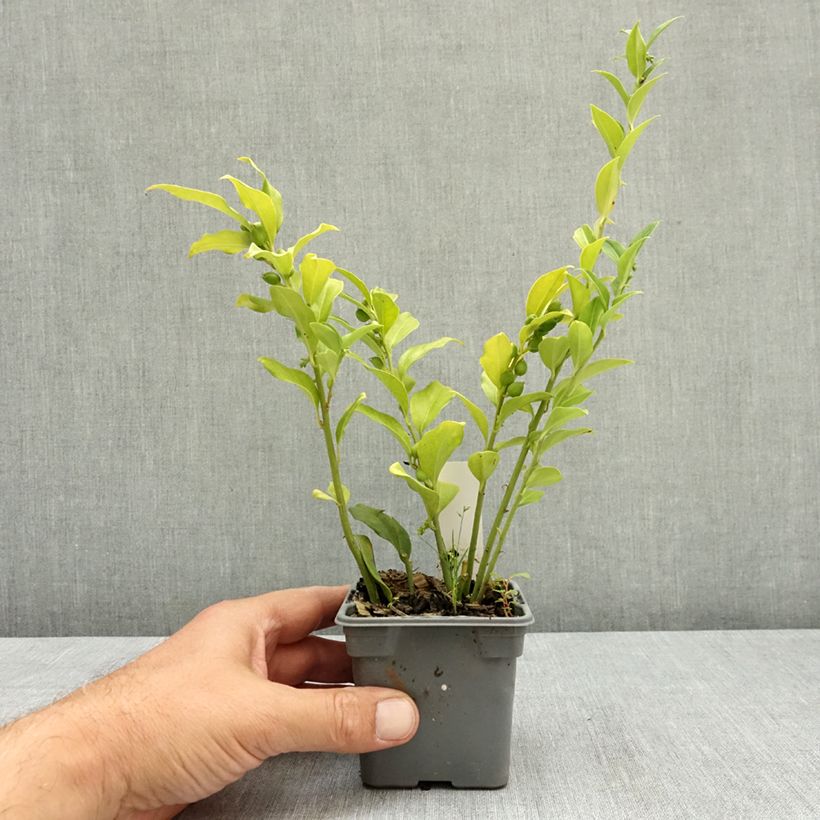 Amostra de Sarcococca ruscifolia Vaso de 8/9 cm tal como entregue no verão
