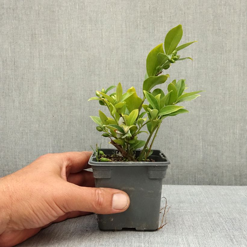 Amostra de Sarcococca ruscifolia Vaso de 8/9 cm tal como entregue na primavera