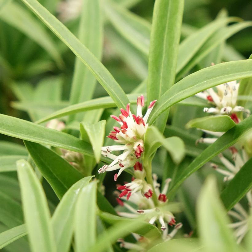 Sarcococca saligna (Floração)
