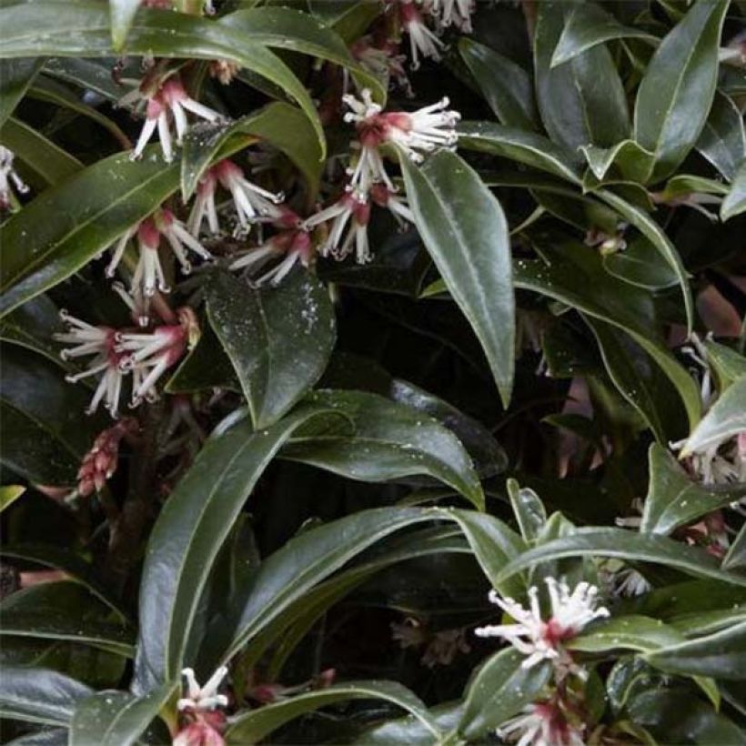 Sarcococca humilis × hookeriana Winter Gem (Folhagem)