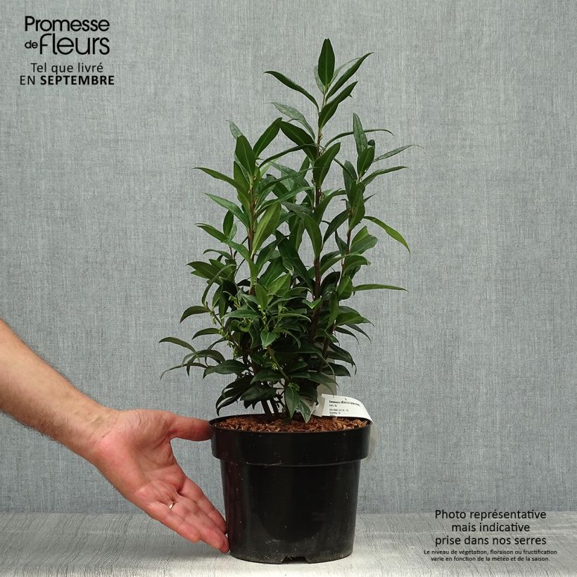Amostra de Sarcococca humilis × hookeriana Winter Gem Vaso de 2 L/3 L tal como entregue no outono
