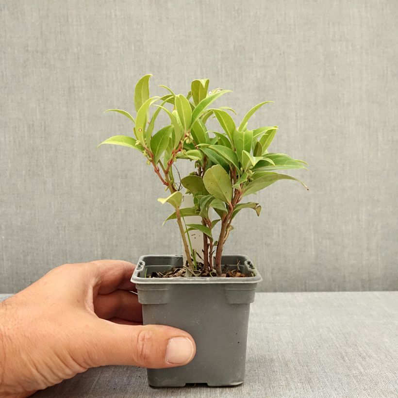 Amostra de Sarcococca humilis × hookeriana Winter Gem Vaso de 8/9 cm tal como entregue no verão
