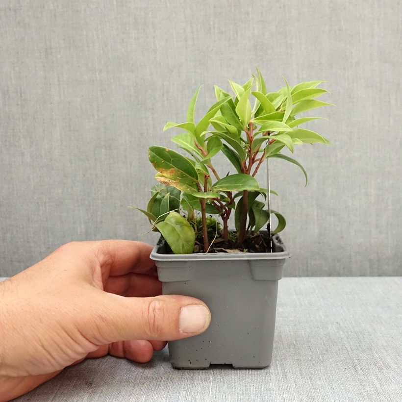 Amostra de Sarcococca humilis × hookeriana Winter Gem Vaso de 8/9 cm tal como entregue na primavera