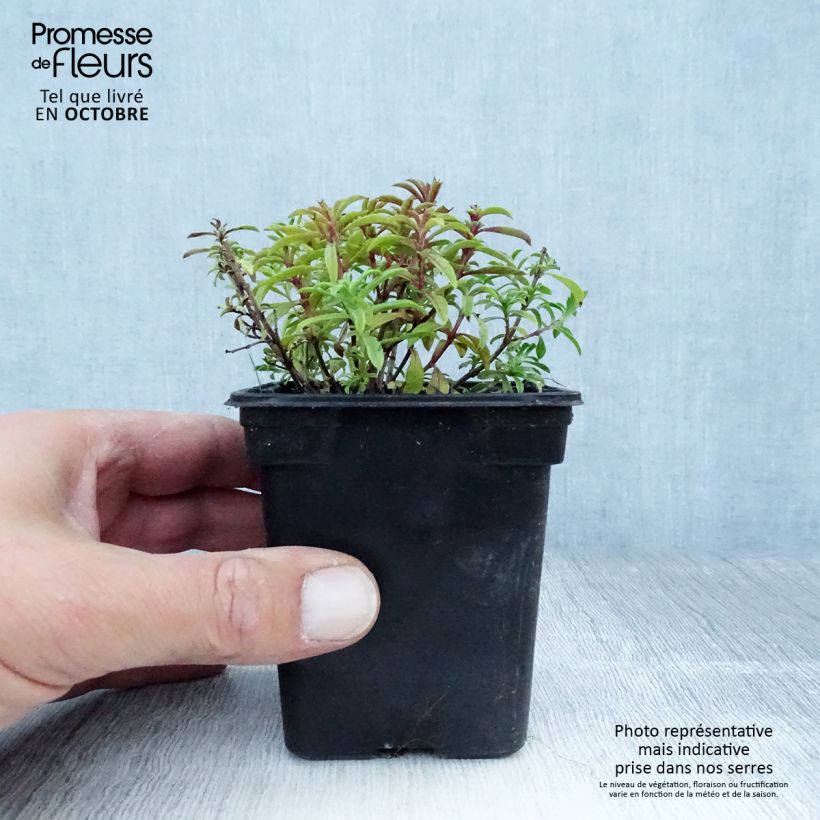 Amostra de Segurelha-limão Bio Vaso de 8/9 cm tal como entregue no outono