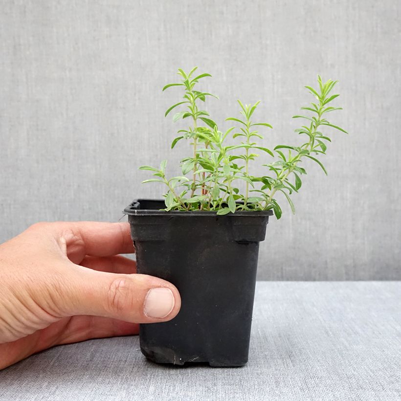 Amostra de Segurelha-limão Bio Vaso de 8/9 cm tal como entregue no verão