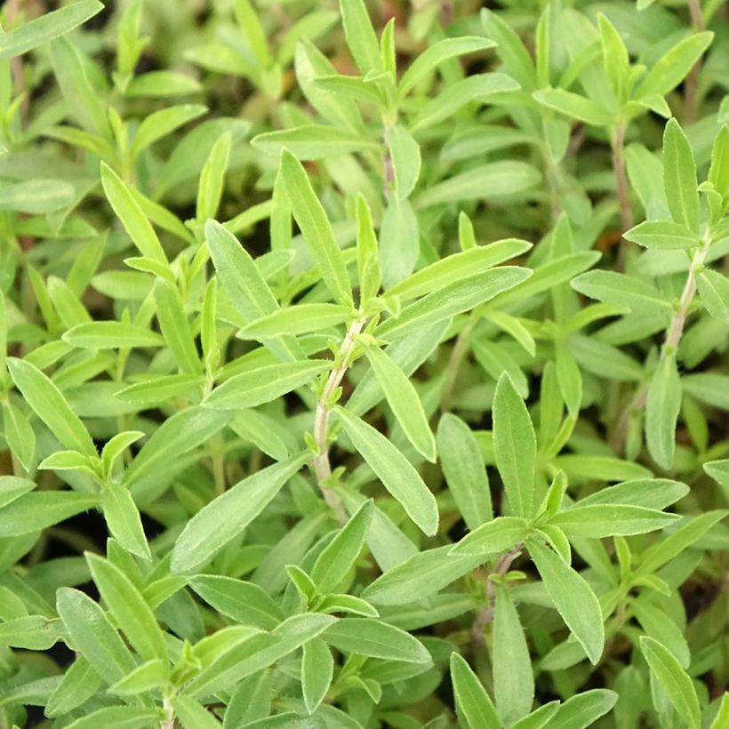 Segurelha-das-montanhas plantas biológicas (Folhagem)