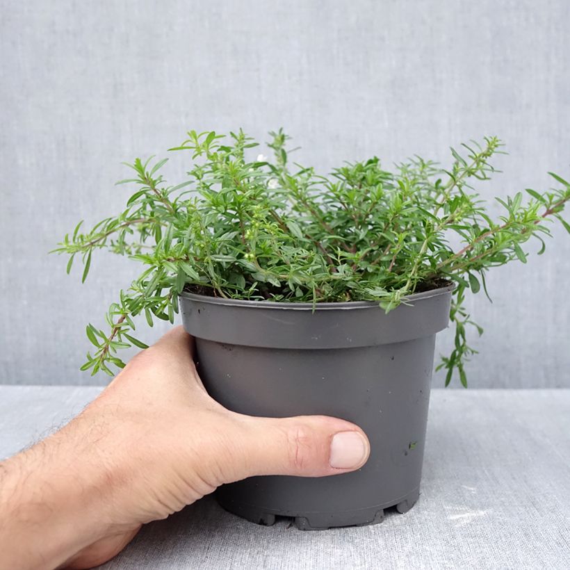 Amostra de Satureja spicigera - Segurelha-rasteira Vaso de 1,5 L/2 L tal como entregue no outono
