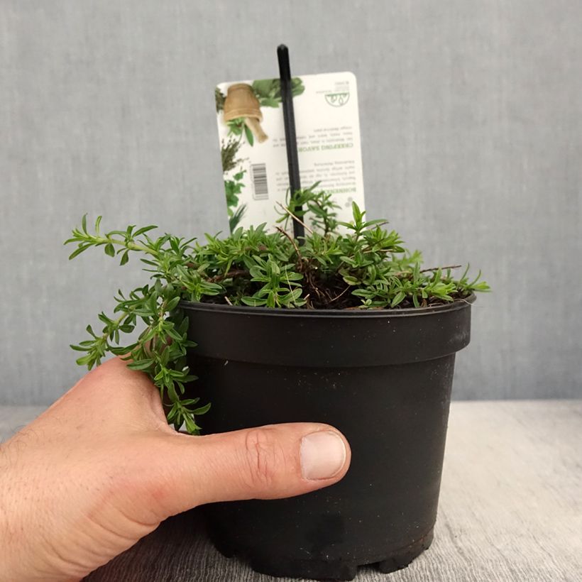 Amostra de Satureja spicigera - Segurelha-rasteira Vaso de 1,5 L/2 L tal como entregue na primavera