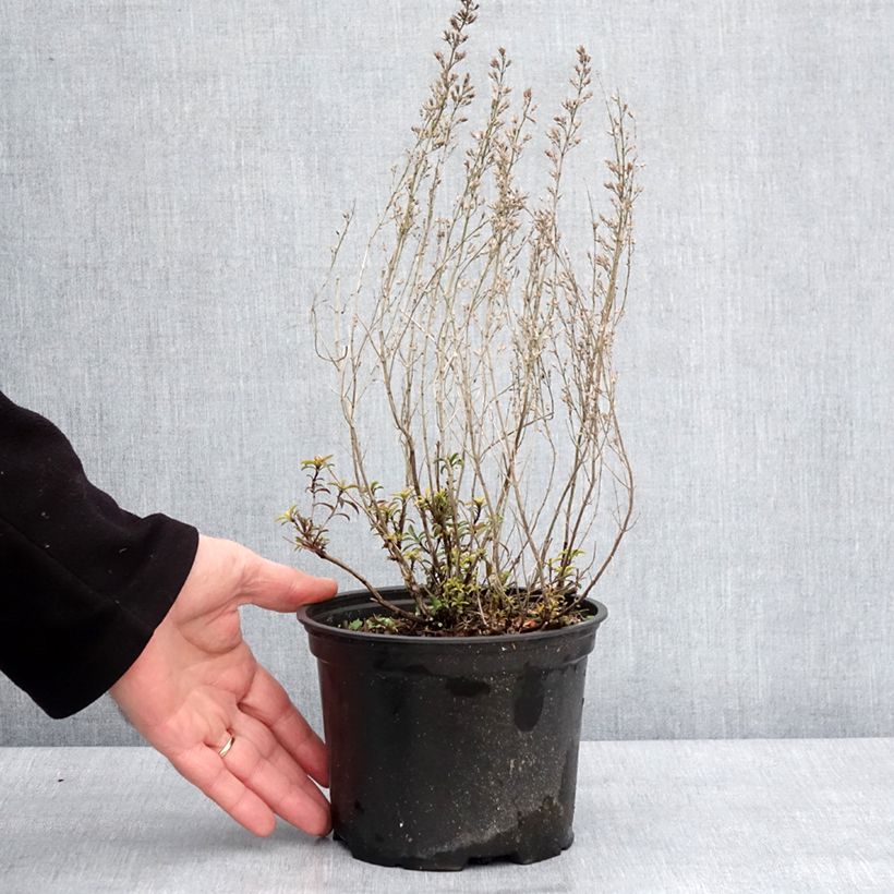 Amostra de Sarriette vivace - Satureja montana Vaso de 2 L/3 L tal como entregue no inverno