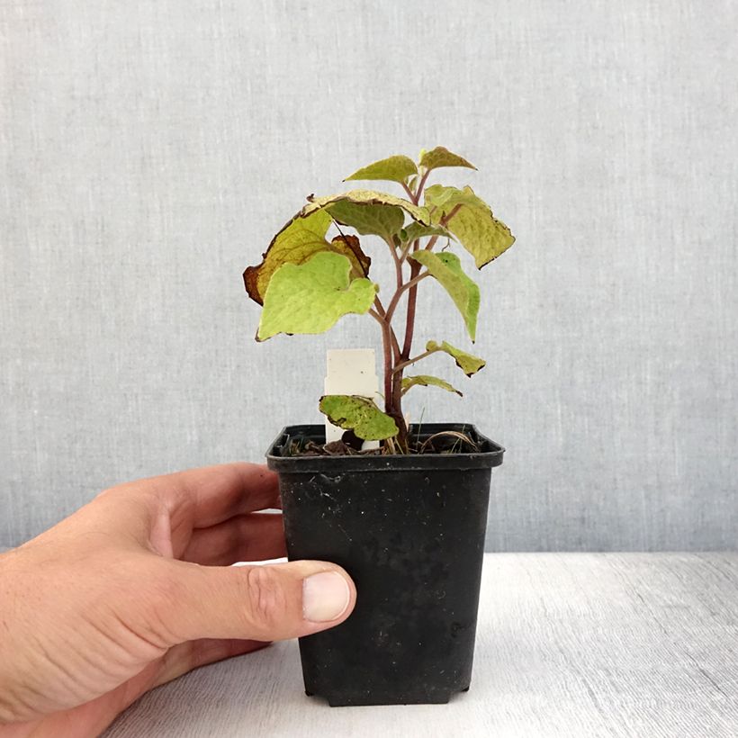 Amostra de Saruma henryi Vaso de 8/9 cm tal como entregue no verão