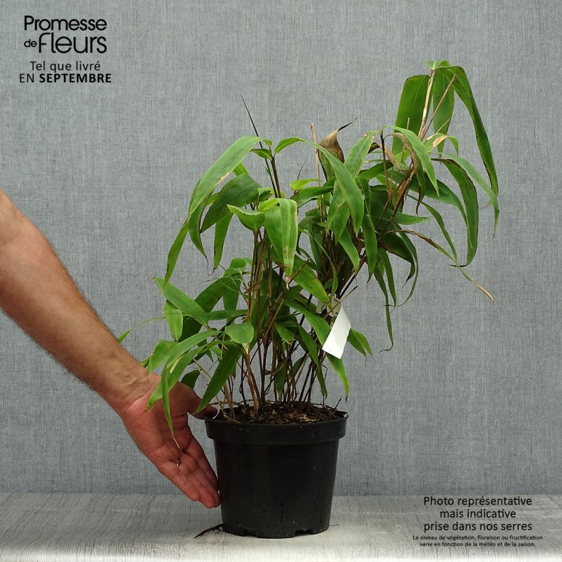 Amostra de Sasa tessellata - Bambu-anão Vaso de 3 L/4 L tal como entregue no outono