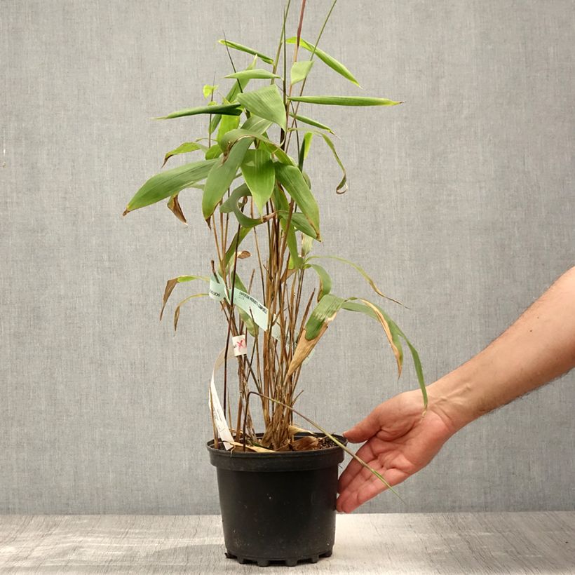 Amostra de Sasa tessellata - Bambu-anão Vaso de 3 L/4 L tal como entregue no verão