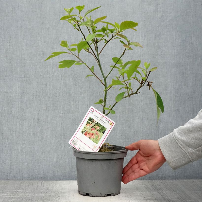 Amostra de Sassafrás albidum Vaso de 3 L/4 L tal como entregue no verão