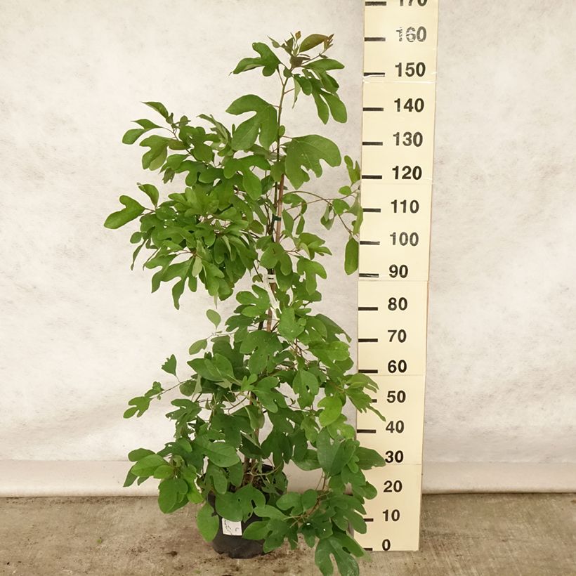 Amostra de Sassafrás albidum Vaso de 7,5 L/10 L tal como entregue no verão