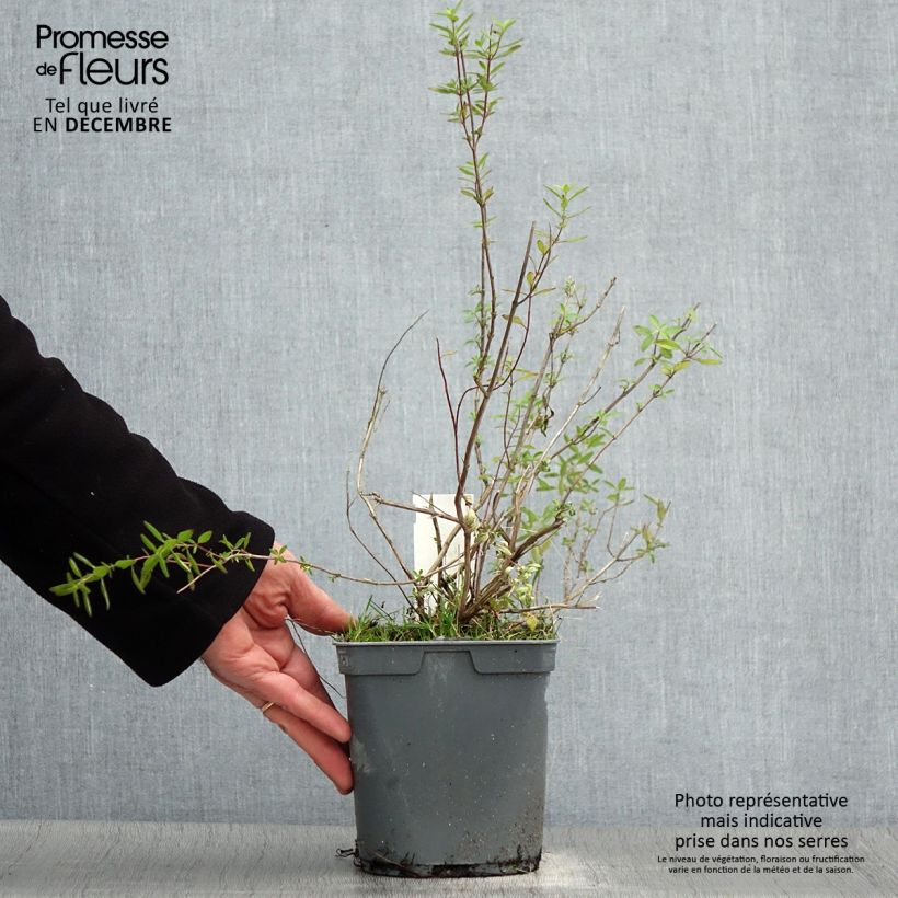 Amostra de Sálvia greggii Amethyst Lips Vaso de 2 L/3 L tal como entregue no inverno