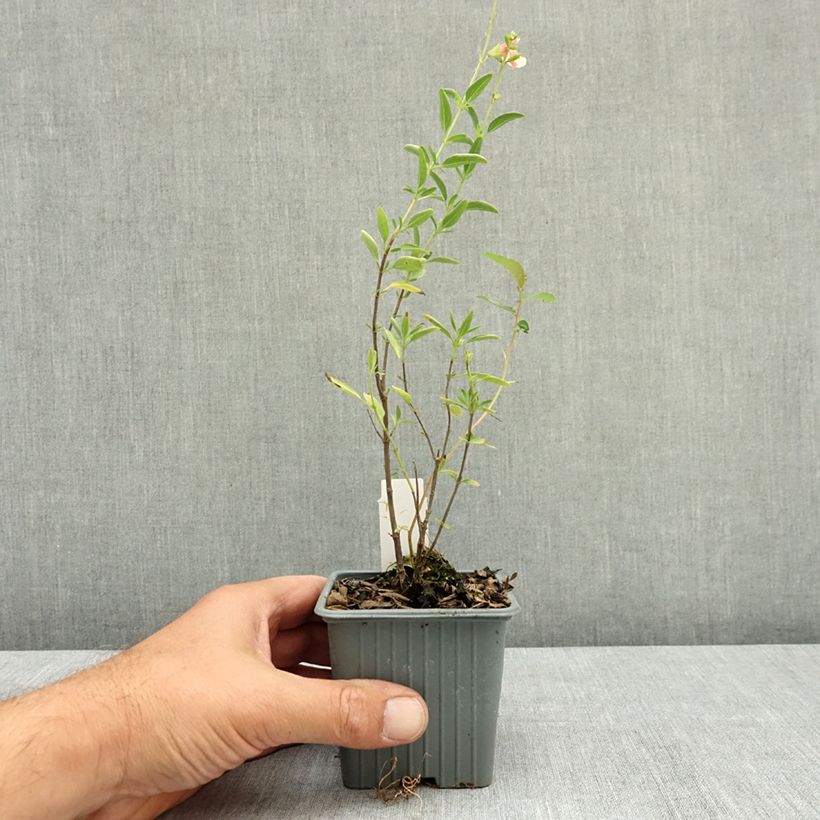 Amostra de Sálvia jamensis Belle de Loire Vaso de 8/9 cm tal como entregue no verão
