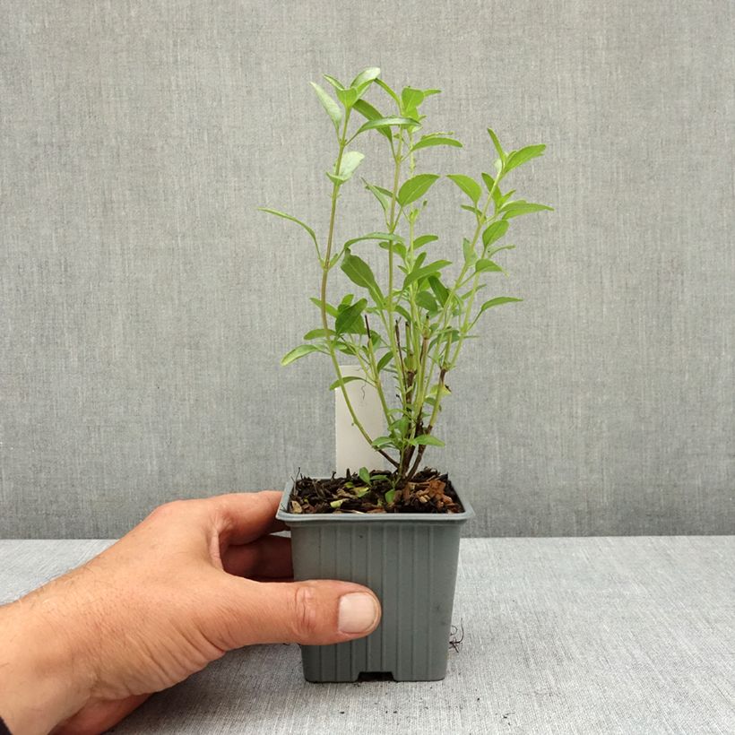 Amostra de Sálvia jamensis Belle de Loire Vaso de 8/9 cm tal como entregue na primavera