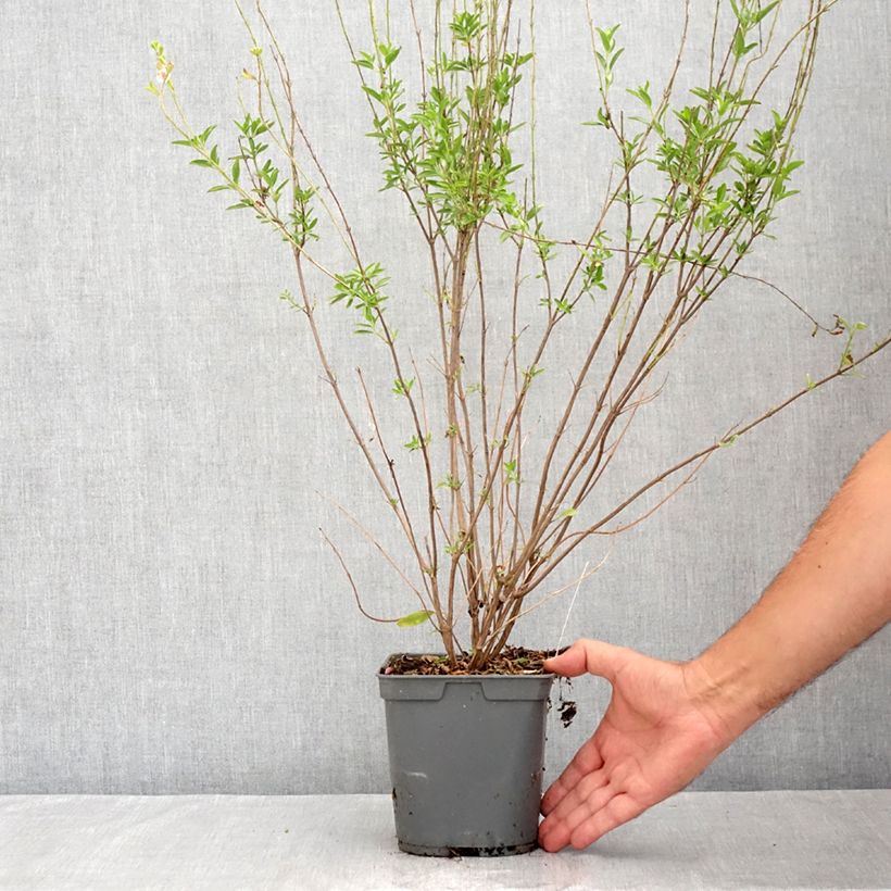 Amostra de Sálvia jamensis Belle de Loire Vaso de 2 L/3 L tal como entregue no verão