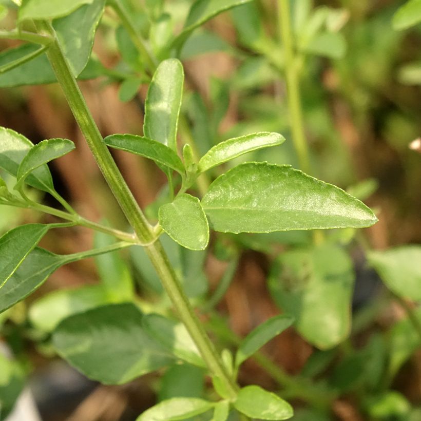 Sálvia jamensis Belle de Loire (Folhagem)