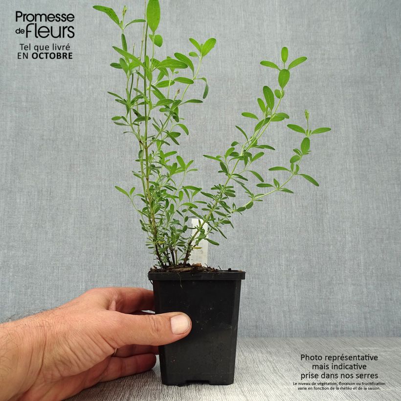 Amostra de Sálvia microphylla Blue Note® Vaso de 8/9 cm tal como entregue no outono