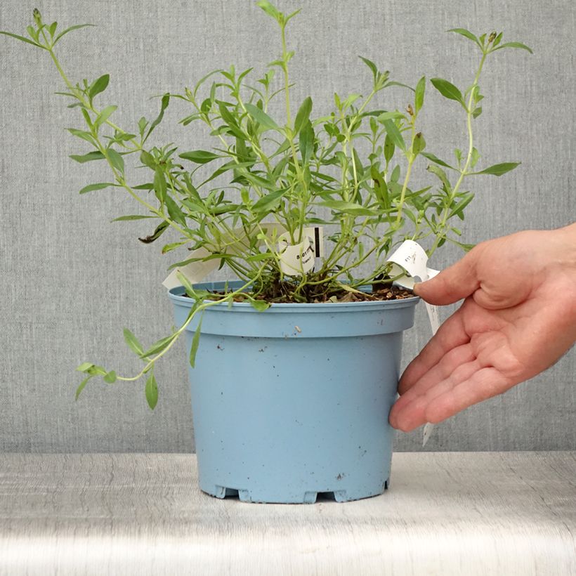 Amostra de Sálvia microphylla Blue Note® Vaso de 2 L/3 L tal como entregue no verão