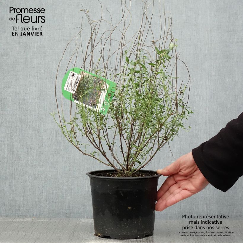 Amostra de Sálvia microphylla Blue Note® Vaso de 2 L/3 L tal como entregue no inverno