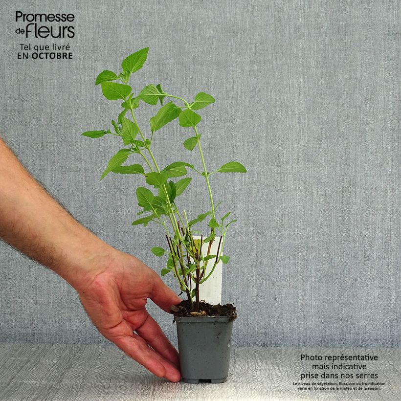 Amostra de Sálvia microphylla Cerro Potosi Vaso de 7/8 cm tal como entregue no outono
