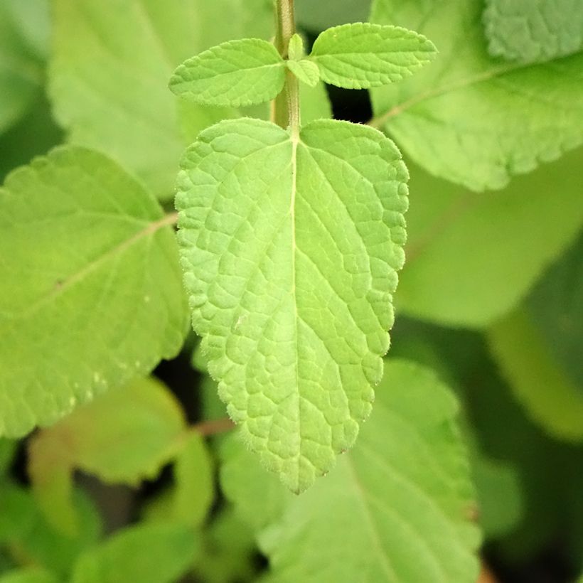 Sálvia microphylla Cerro Potosi (Folhagem)