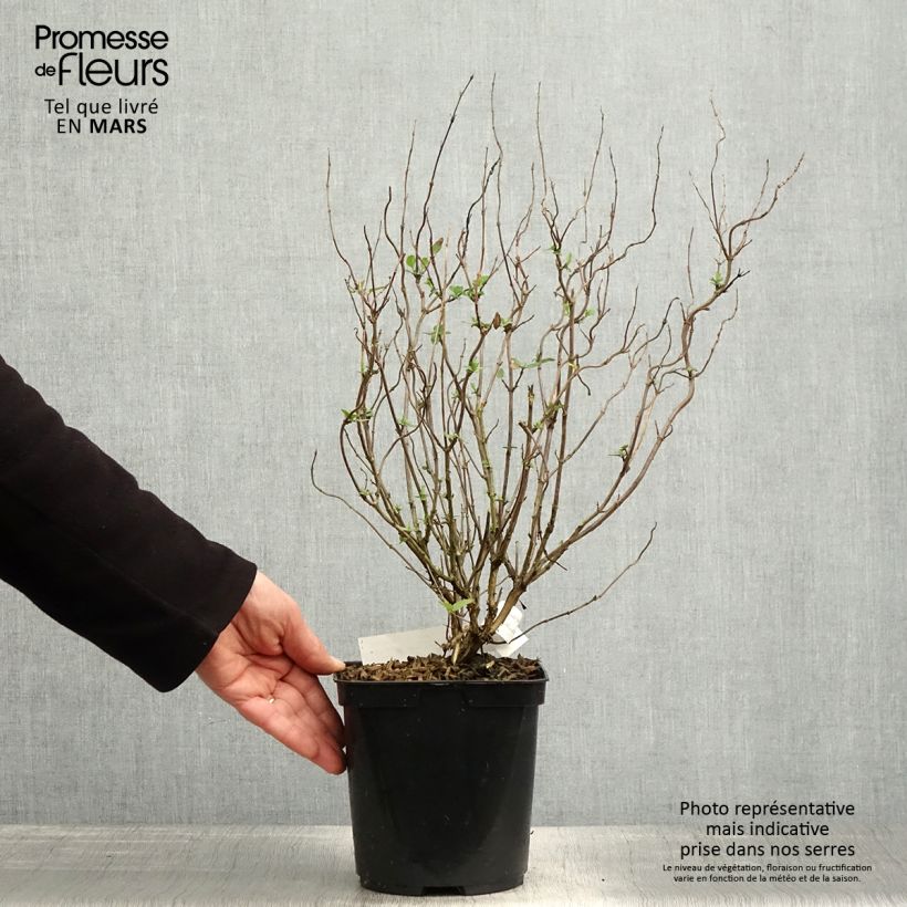 Amostra de Sálvia microphylla Cerro Potosi Vaso de 2 L/3 L tal como entregue na primavera