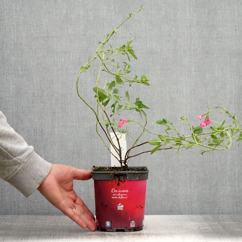 Amostra de Sálvia jamensis Flammenn® Vaso de 2 L/3 L tal como entregue no verão