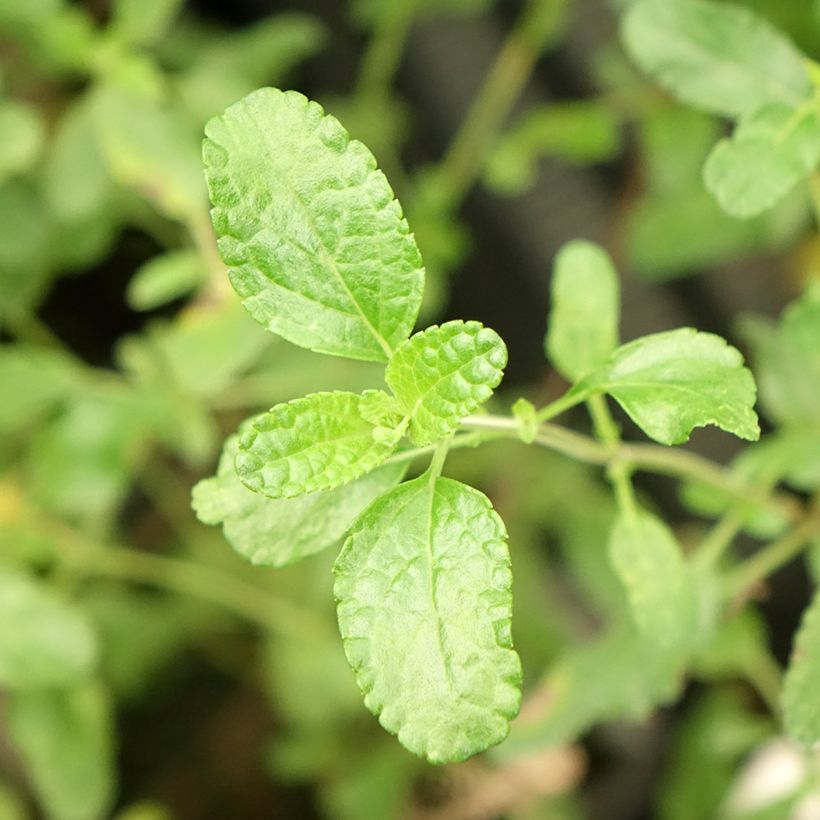 Sálvia microphylla Gletsjer (Folhagem)