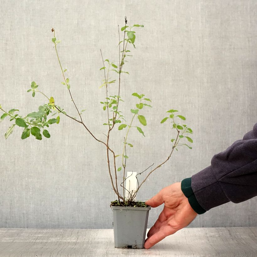 Amostra de Sálvia microphylla Gletsjer Vaso de 8/9 cm tal como entregue no outono