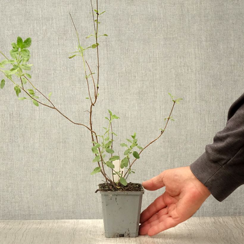 Amostra de Sálvia microphylla Gletsjer Vaso de 8/9 cm tal como entregue no verão
