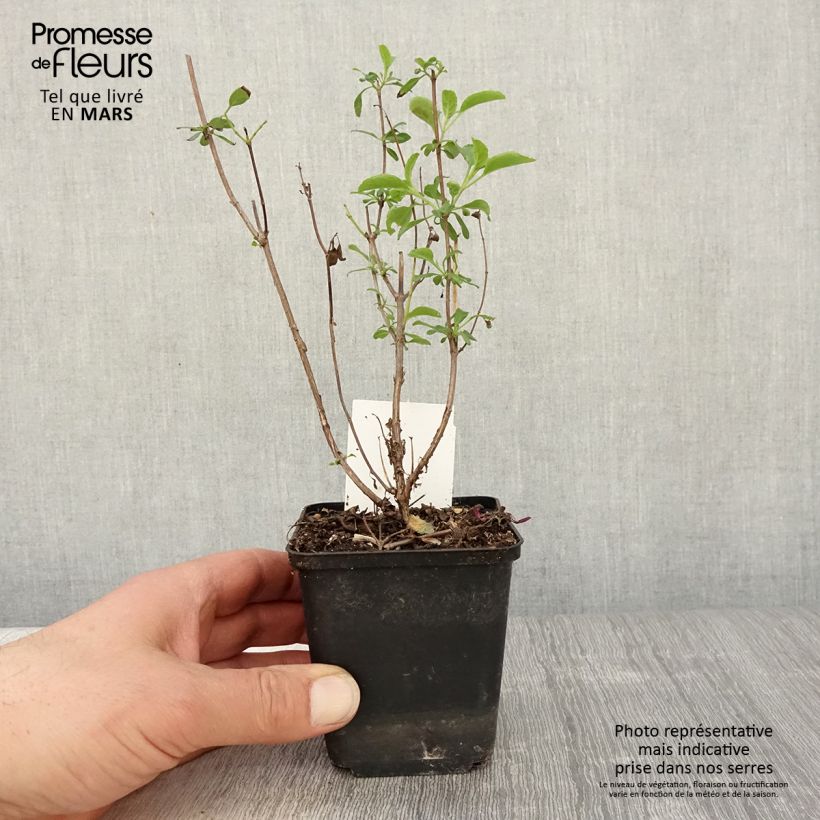 Amostra de Sálvia microphylla Gletsjer Vaso de 8/9 cm tal como entregue na primavera